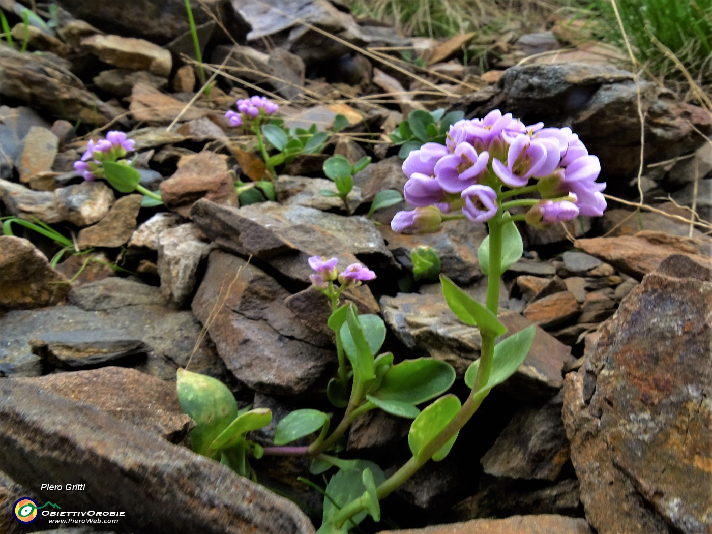 53 Thlaspi rotundifolium ( Erba storna rodundifolia) nel macereto.JPG